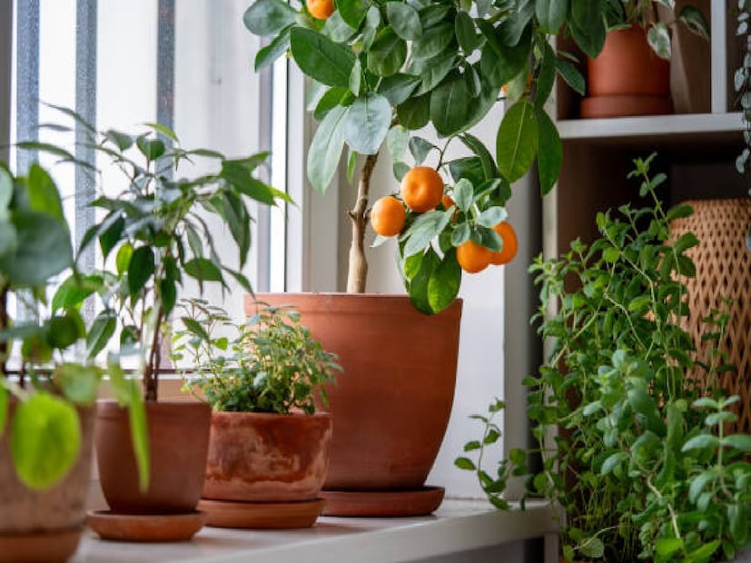 *বিশেষজ্ঞ দেবেন্দ্র ধীওয়ারের মতে, মাটির মিশ্রণ সঠিকভাবে প্রস্তুত করা হলে, টবে সহজেই কমলা চাষ করা যেতে পারে। তিনি ব্যাখ্যা করেছেন, টব তৈরি করার সময়, মাটি, ভার্মিকম্পোস্ট, নিম কেক এবং সরিষার কেক সঠিক অনুপাতে মিশ্রিত করা উচিত। এটি প্রাথমিক দিনগুলিতে উদ্ভিদকে পুষ্টি সরবরাহ করে এবং শিকড়ের বৃদ্ধি ত্বরান্বিত করে। কমলাগাছের জন্য টব ১৮-২০ ইঞ্চি গভীর হওয়া উচিত, যার ফলে গাছের শিকড় ছড়িয়ে পড়তে পারে। সংগৃহীত ছবি। 