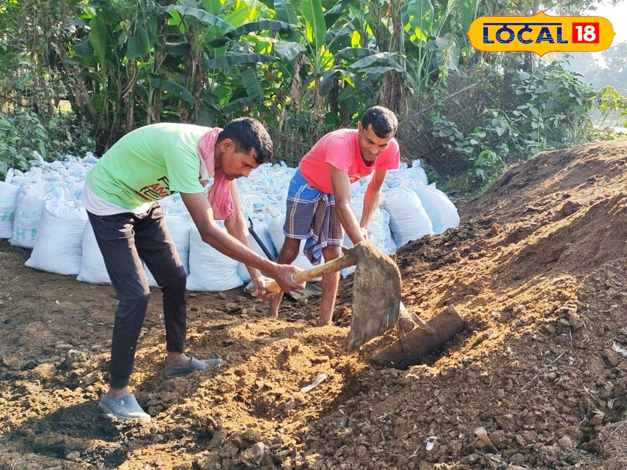 ৫০ টাকা দর, ব্যাপক চাহিদা! মুরগির মল দিয়ে তৈরি সারে অঢেল আয়, পথ দেখাচ্ছেন মালদহের চাষি ৫০ টাকা দর, ব্যাপক চাহিদা! মুরগির মল দিয়ে তৈরি সারে অঢেল আয়, পথ দেখাচ্ছেন মালদহের চাষি