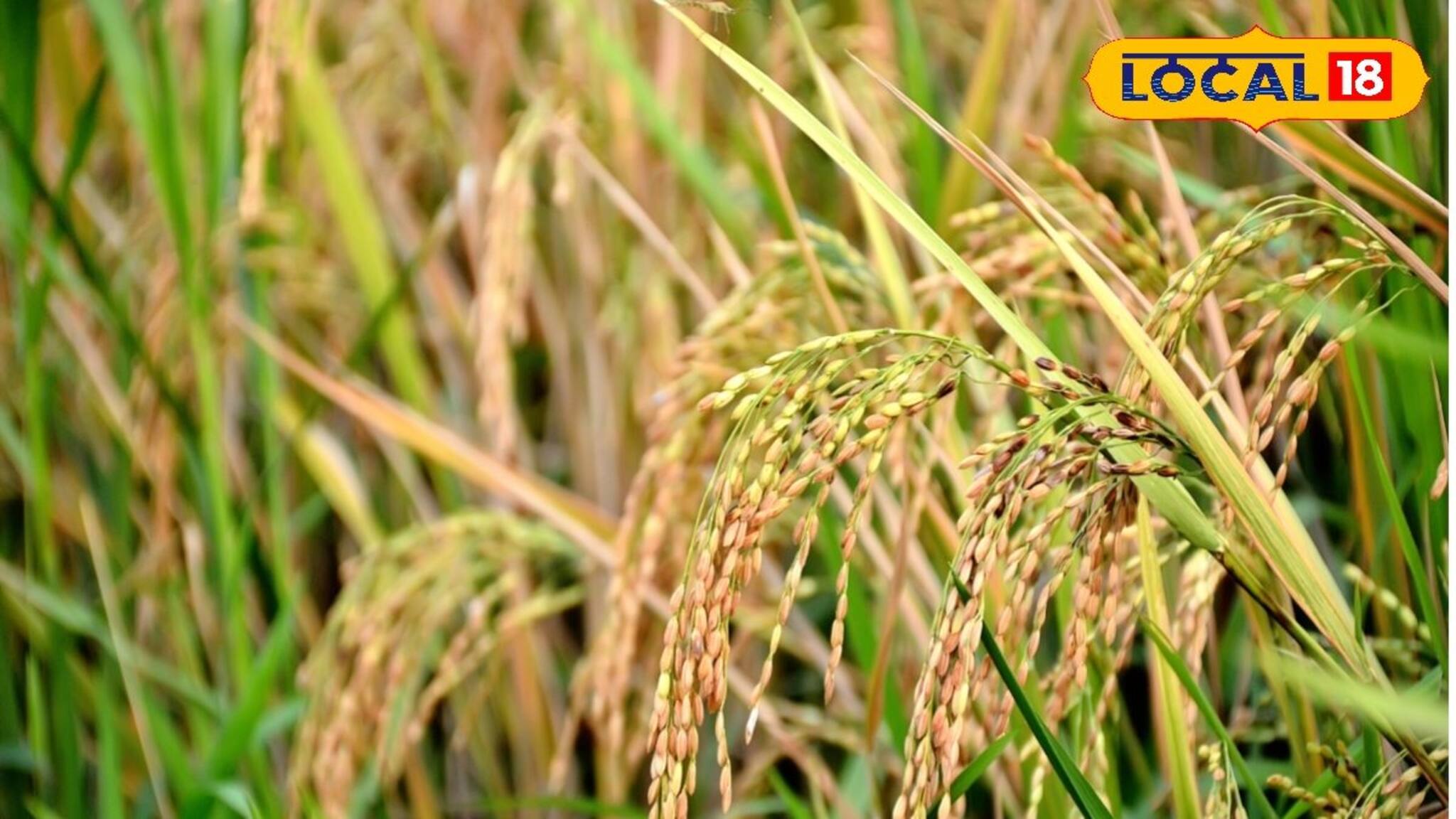 খেজুরছড়ী থেকে কেরালা সুন্দরী! ২২ প্রজাতির সুস্বাদু দেশীয় ধানের চাষ সুন্দরবনে