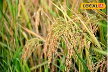 South 24 Parganas News: খেজুরছড়ী থেকে কেরালা সুন্দরী! ২২ প্রজাতির দেশীয় ধানের চাষ সুন্দরবনে, সুস্বাদু 'সোনালি ফসল' ফলাতে উদ্যোগী নিমপীঠ কৃষিবিজ্ঞান কেন্দ্র