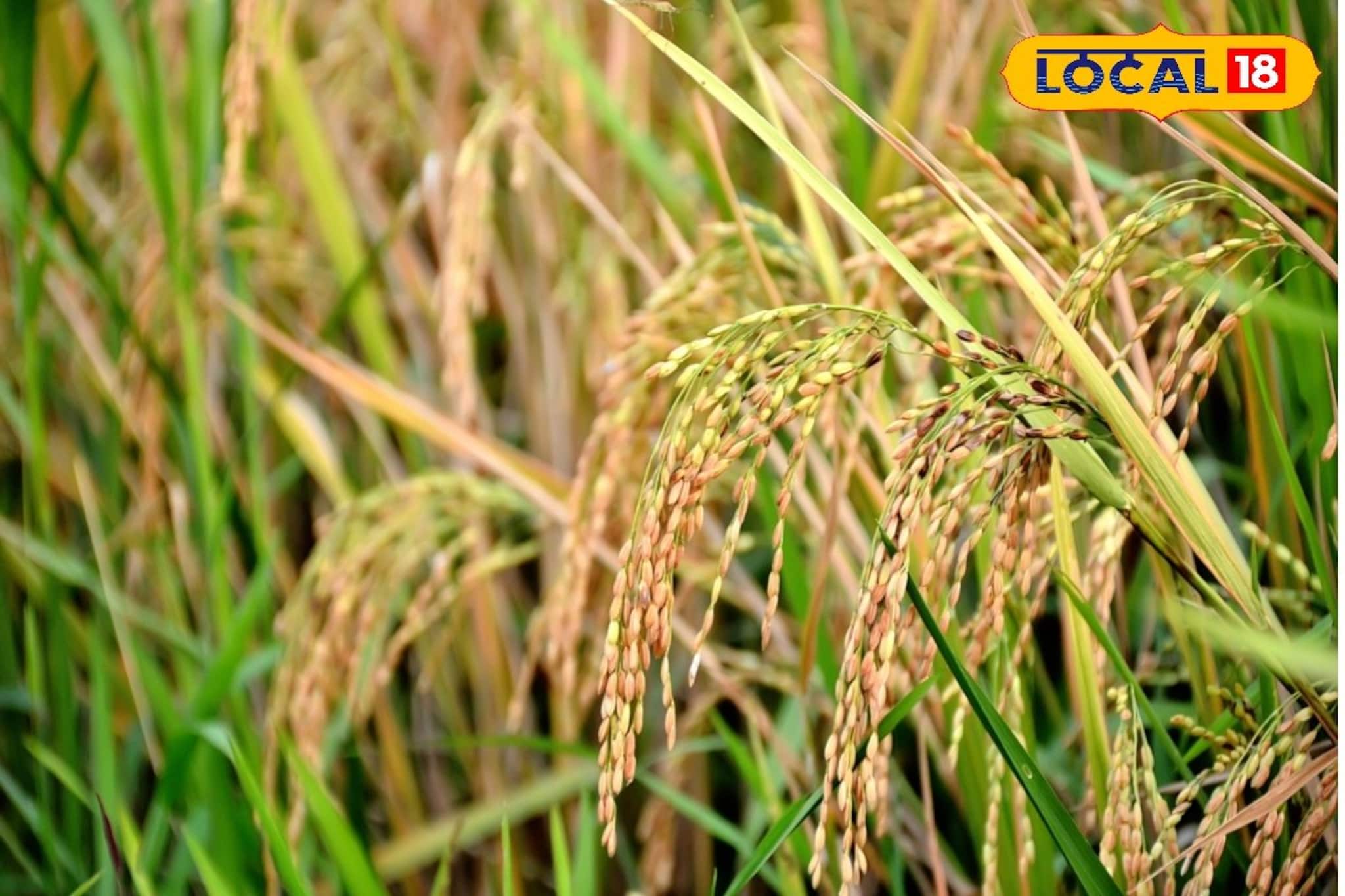 খেজুরছড়ী থেকে কেরালা সুন্দরী! ২২ প্রজাতির সুস্বাদু দেশীয় ধানের চাষ সুন্দরবনে