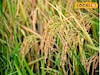 খেজুরছড়ী থেকে কেরালা সুন্দরী! ২২ প্রজাতির সুস্বাদু দেশীয় ধানের চাষ সুন্দরবনে