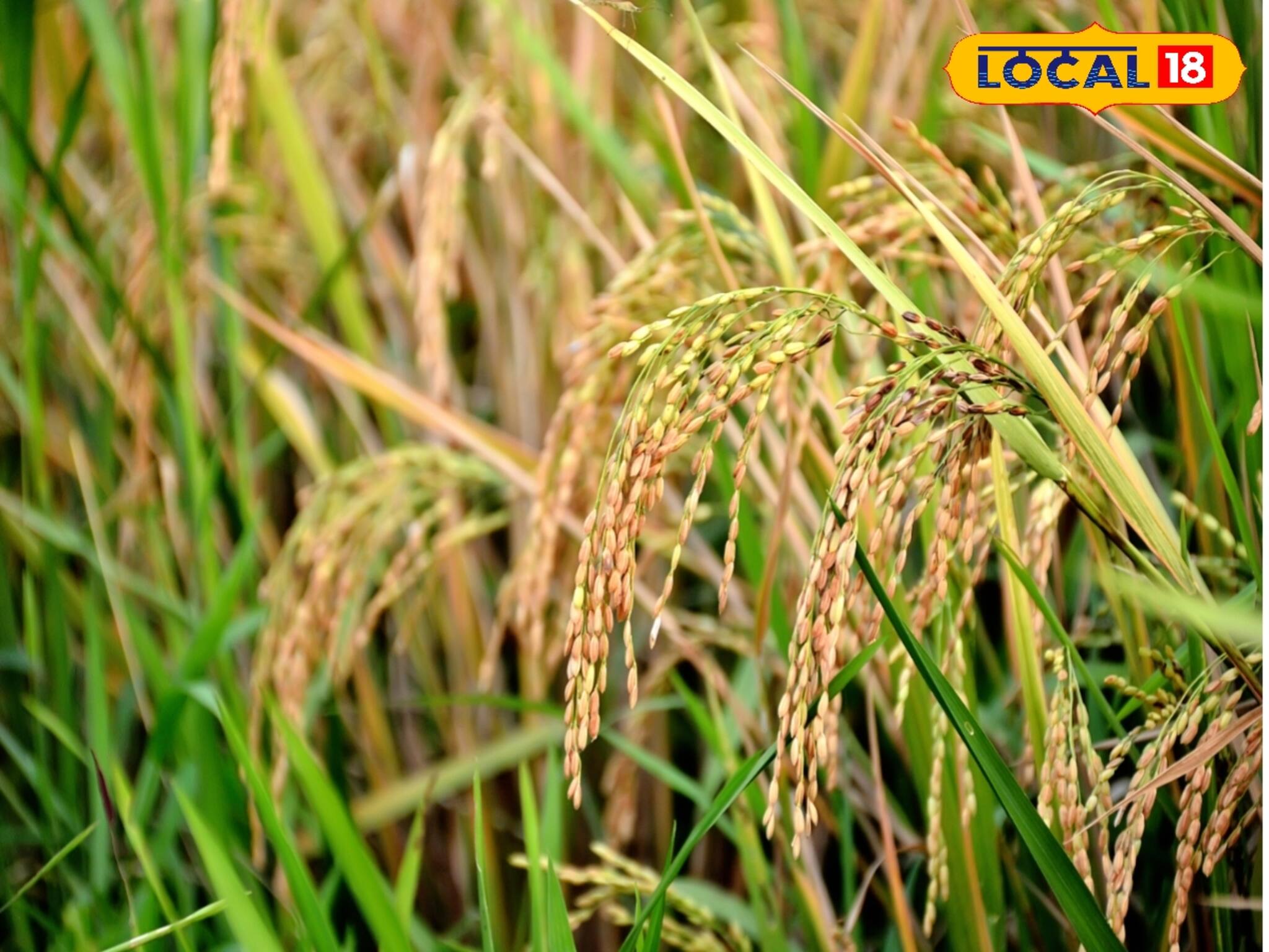 Paddy Farming: খেজুরছড়ী থেকে কেরালা সুন্দরী! ২২ প্রজাতির দেশীয় ধানের চাষ সুন্দরবনে, সুস্বাদু 'সোনালি ফসল' ফলাতে উদ্যোগী নিমপীঠ কৃষিবিজ্ঞান কেন্দ্র