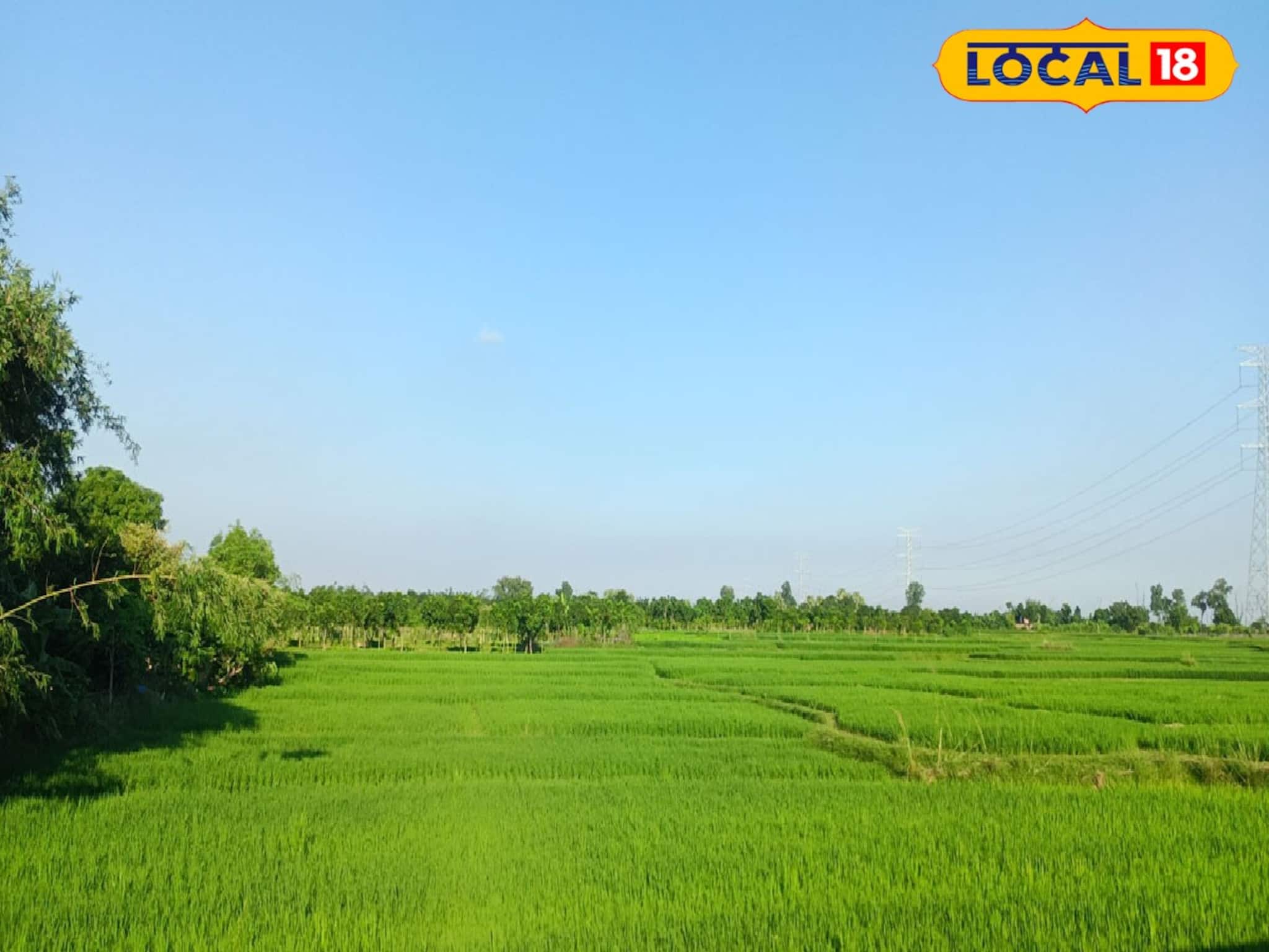 দু-চার বিঘা নয়, ৮০ বিঘা খাস জমির পাট্টা নিয়ে কৃষক বিরোধ! বিবাদ মেটাতে আসরে প্রশাসন