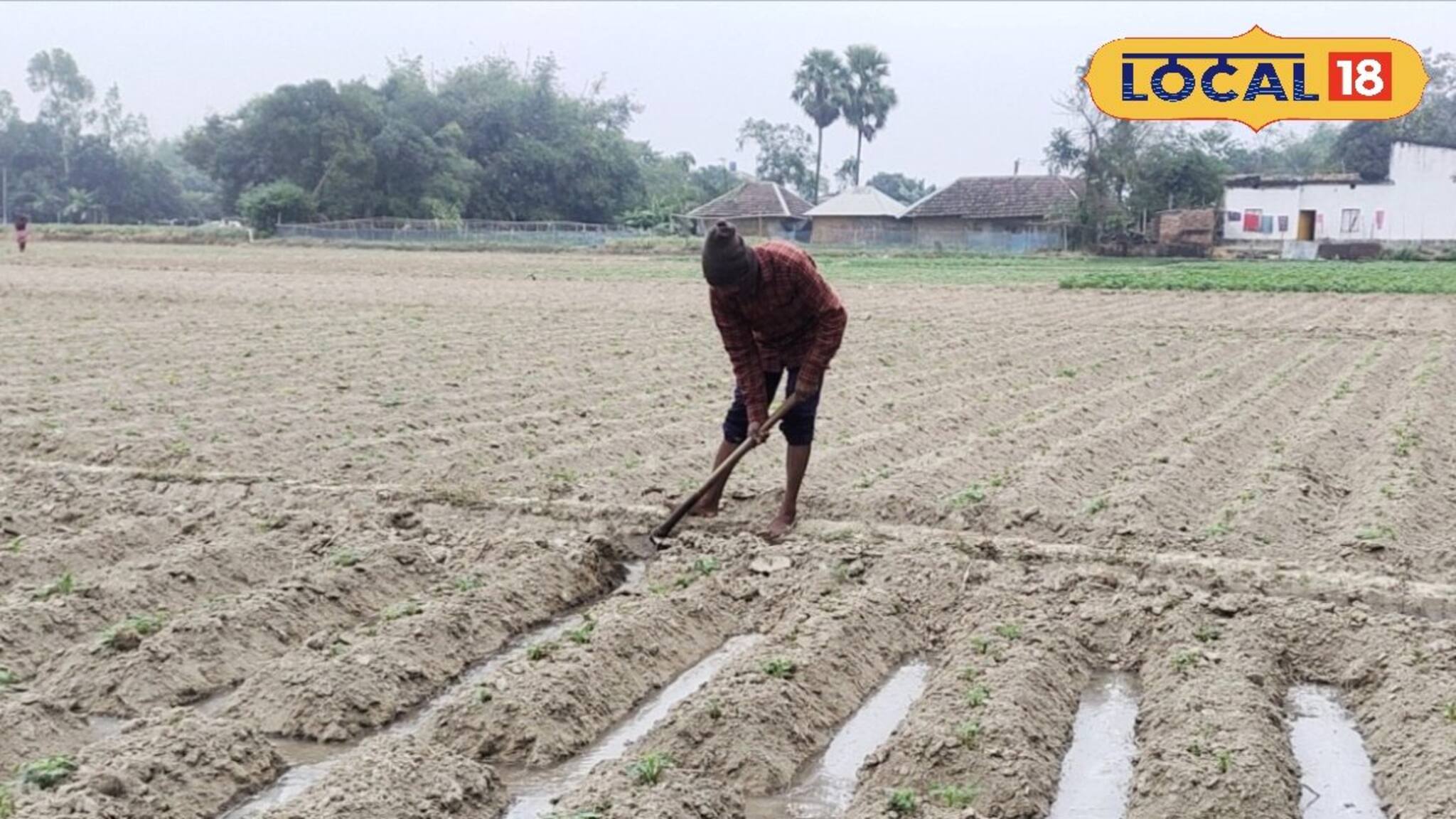 Agriculture Tips: শীতের মরশুমে আলু চাষ করেই বড়লোক! কৃষি বিজ্ঞানীদের এই সামান্য টিপস মেনে চললে দারুণ ফলন পাবেন, মুনাফাই মুনাফা