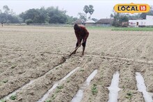 Agriculture Tips: শীতের মরশুমে আলু চাষ করেই বড়লোক! কৃষি বিজ্ঞানীদের এই সামান্য টিপস মেনে চললে দারুণ ফলন পাবেন, মুনাফাই মুনাফা