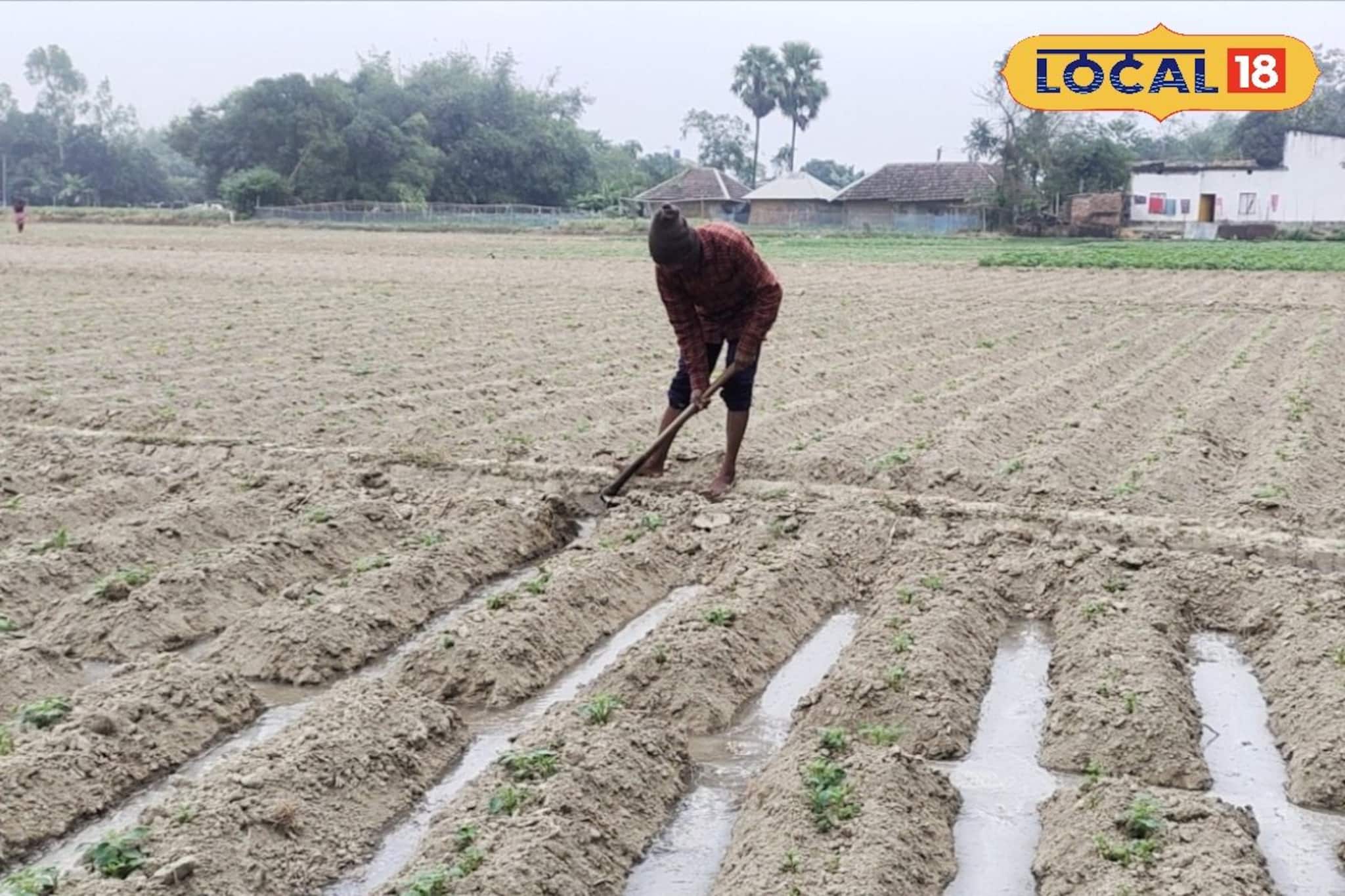 শীতের মরশুমে আলু চাষ করেই বড়লোক! কৃষি বিজ্ঞানীদের এই সামান্য টিপস মেনে চললে দারুণ ফলন
