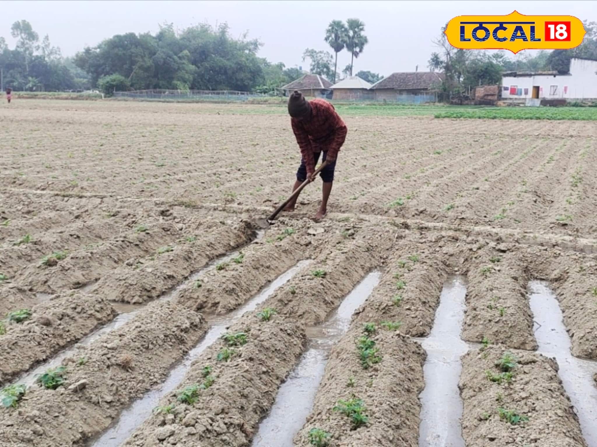 শীতের মরশুমে আলু চাষ করেই বড়লোক! কৃষি বিজ্ঞানীদের এই সামান্য টিপস মেনে চললে দারুণ ফলন শীতের মরশুমে আলু চাষ করেই বড়লোক! কৃষি বিজ্ঞানীদের এই সামান্য টিপস মেনে চললে দারুণ ফলন