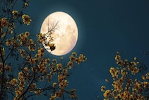 বছরের শেষ পূর্ণিমাতেই লাস্ট সুযোগ..! গভীর রাতে গোপনে করুন 'এই' ছোট্ট কাজ, খুলবে পোড়া কপাল