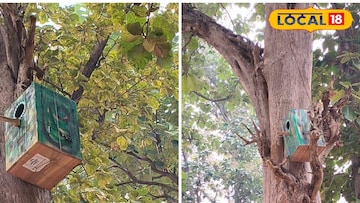 পাখিদের