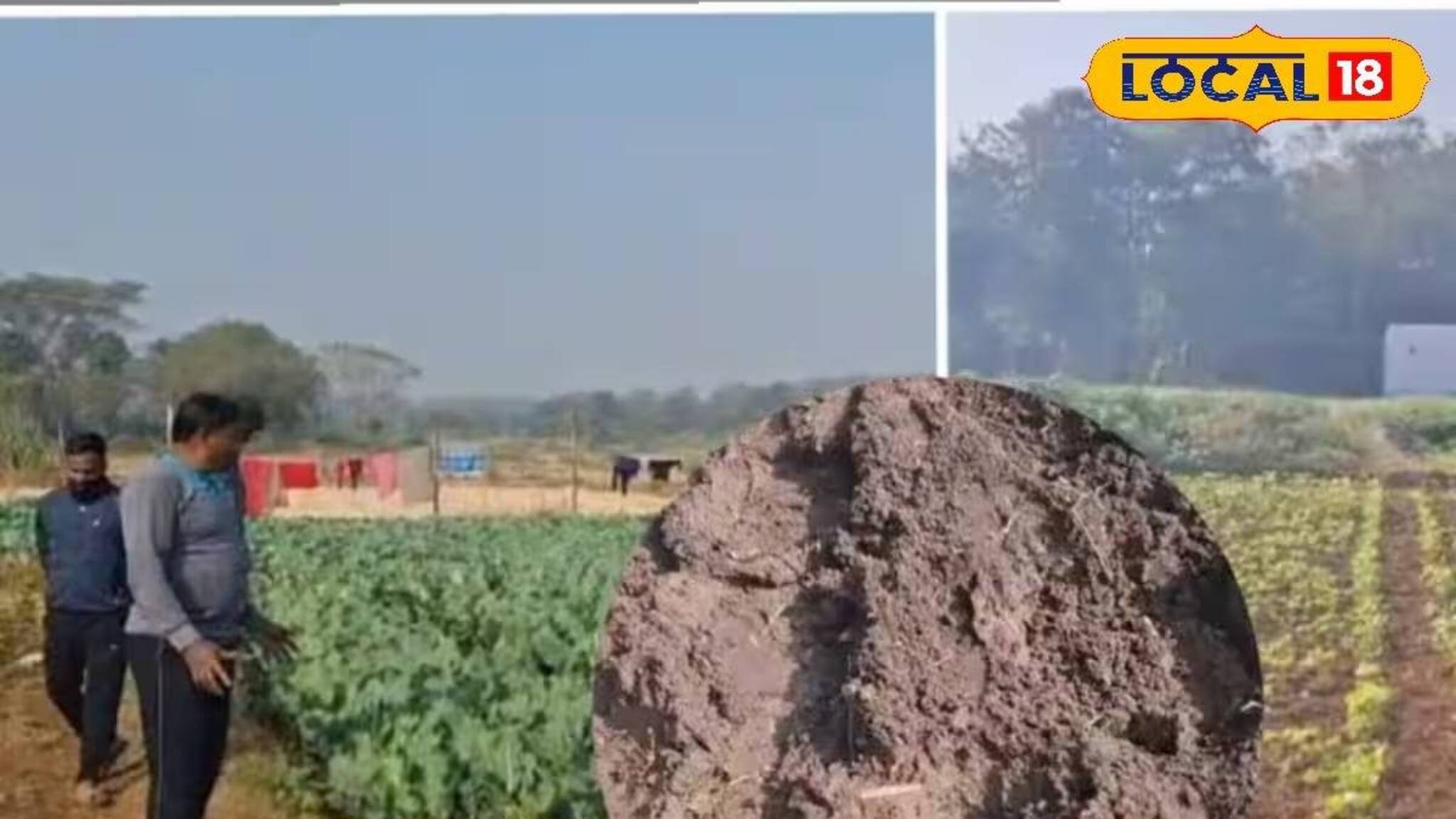 সীমান্তবর্তী এলাকার চাষের জমিতে বুনো হাতির হানা! তছনছ করে দিচ্ছে কৃষকদের খাটনির ফসল