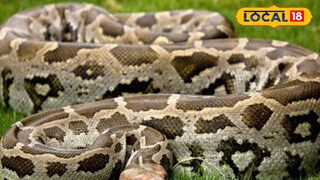 অজগর সাপ 