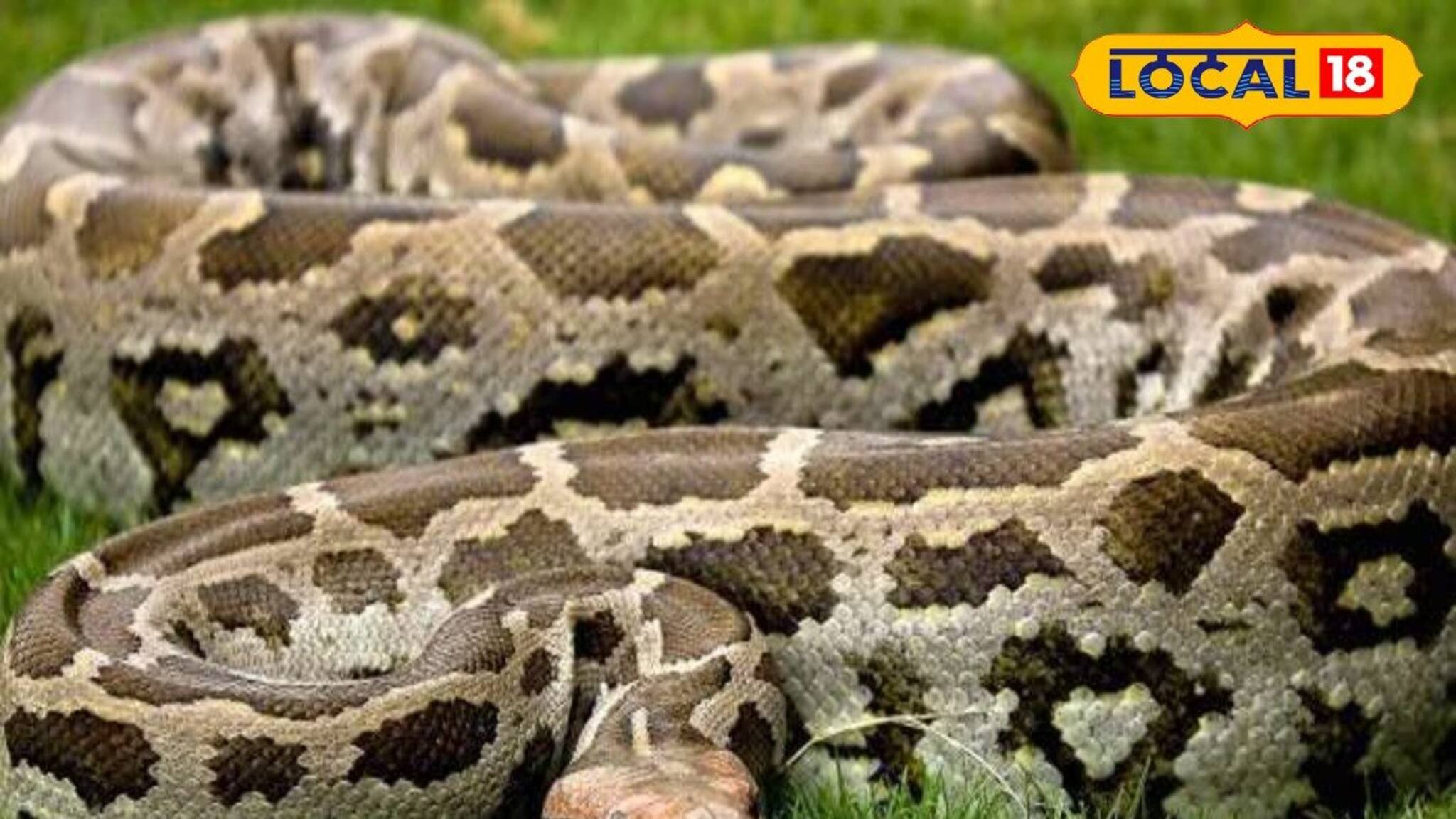 রাতের অন্ধকারে আলু ক্ষেতে পিলে চমকে ওঠা দৃশ্য! খাবারের খোঁজে লোকালয়ে মস্ত অজগর