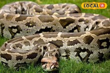 Python Rescue: রাতের অন্ধকারে আলু ক্ষেতে পিলে চমকে ওঠা দৃশ্য! শুয়ে মস্ত অজগর, বানারহাটের গ্রাম থেকে উদ্ধার ৯ ফুটের পাইথন