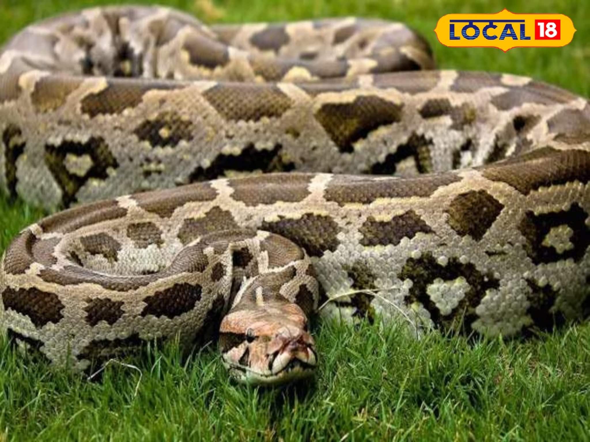 Python Rescue: রাতের অন্ধকারে আলু ক্ষেতে পিলে চমকে ওঠা দৃশ্য! শুয়ে মস্ত অজগর, বানারহাটের গ্রাম থেকে উদ্ধার ৯ ফুটের পাইথন