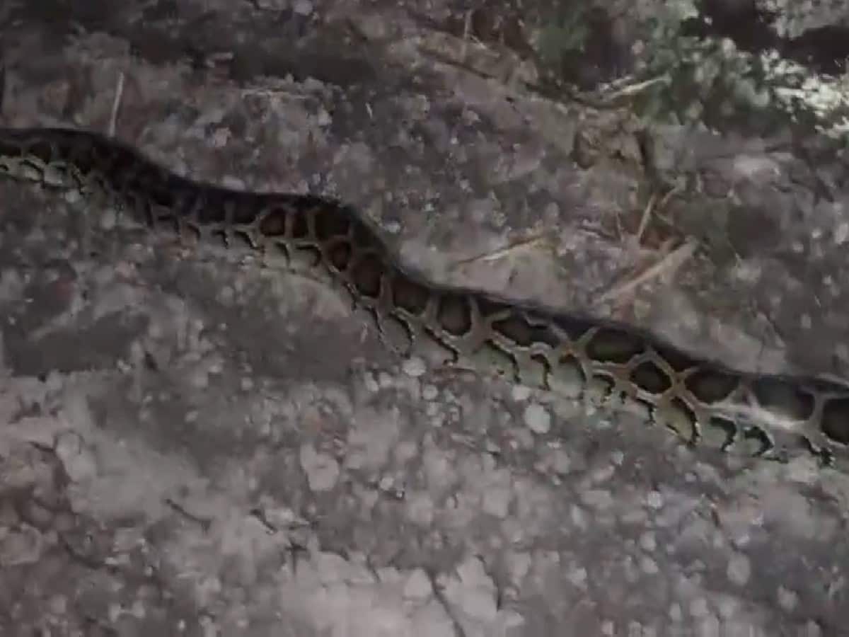 উদ্ধার হওয়া অজগর সাপ