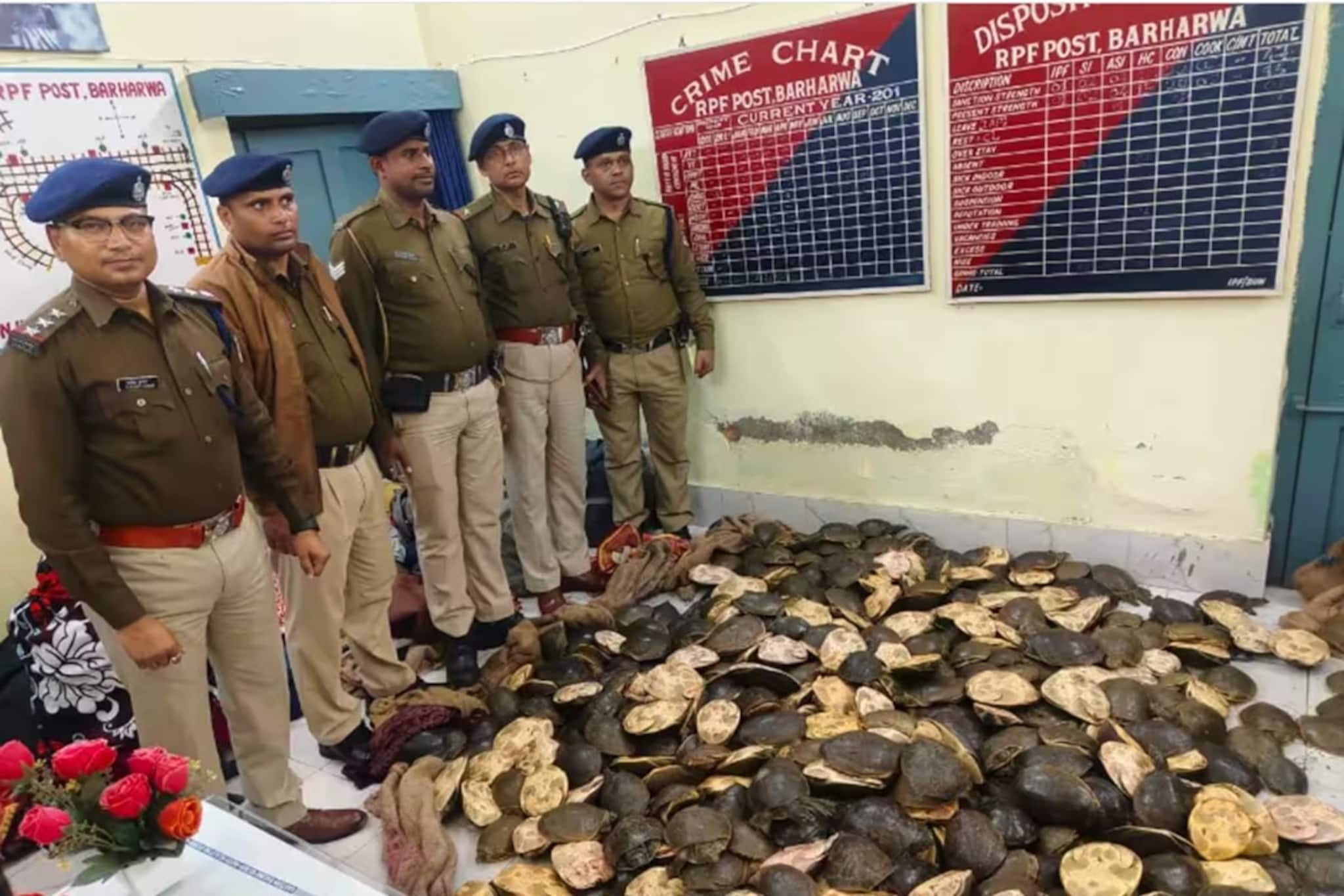 RPF: সন্দেহ হতেই ব্যাগ খোলাল আরপিএফ, উদ্ধার শয়ে শয়ে কচ্ছপ! গ্রেফতার একাধিক