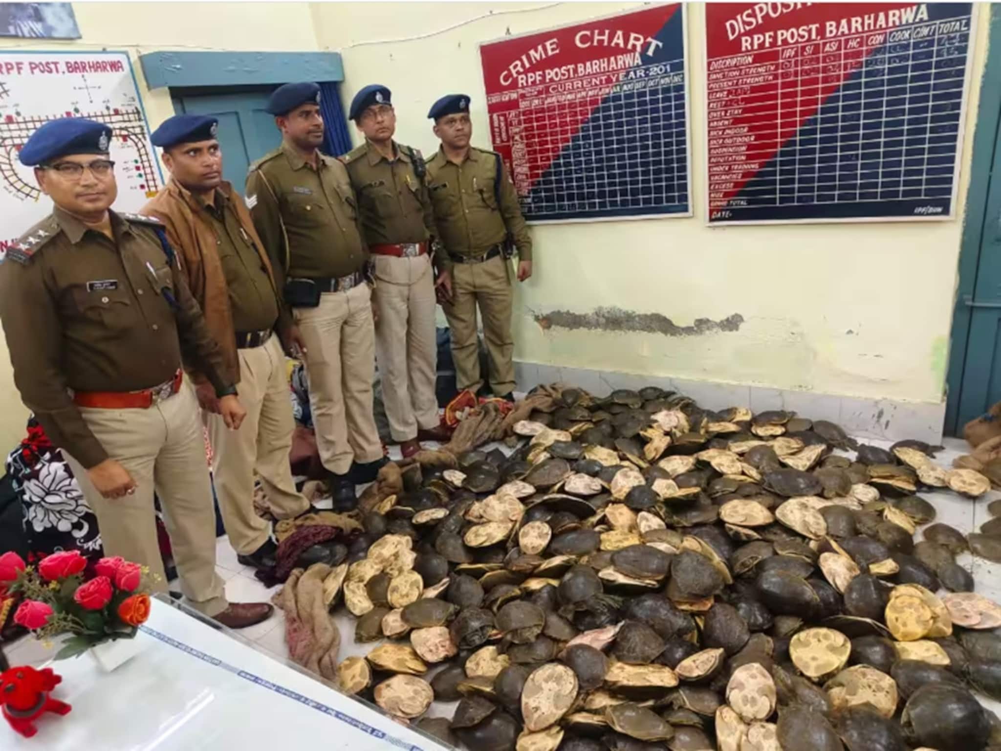 সন্দেহ হতেই ব্যাগ খোলাল আরপিএফ, উদ্ধার শয়ে শয়ে কচ্ছপ! গ্রেফতার একাধিক