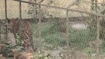 Christmas Cheer: Tigers & Chimps Delight Crowds at Alipore Zoo, Maidan Buzzes