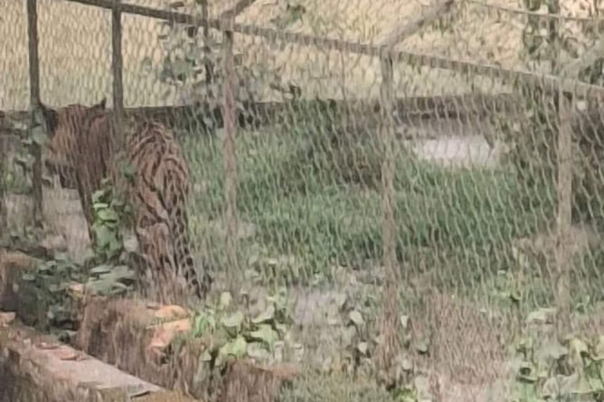 বড়দিনে নিরাশ হলেন না পর্যটকেরা... চিড়িয়াখানায় এসেই মিলল বাঘের দেখা! বড়দিনে আশাপূরণ