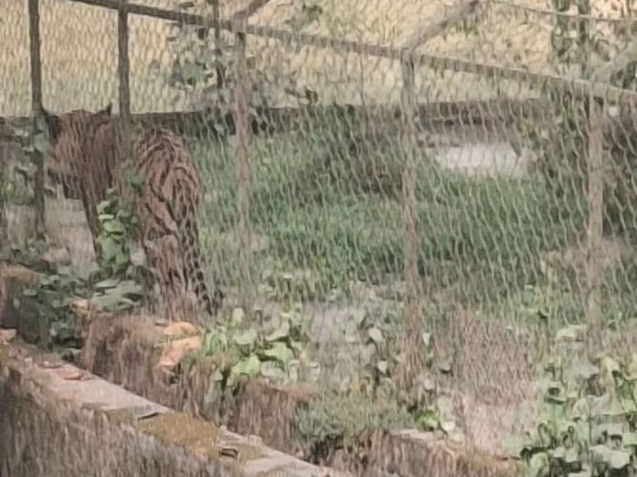 বড়দিনে নিরাশ হলেন না পর্যটকেরা... চিড়িয়াখানায় এসেই মিলল বাঘের দেখা! বড়দিনে আশাপূরণ