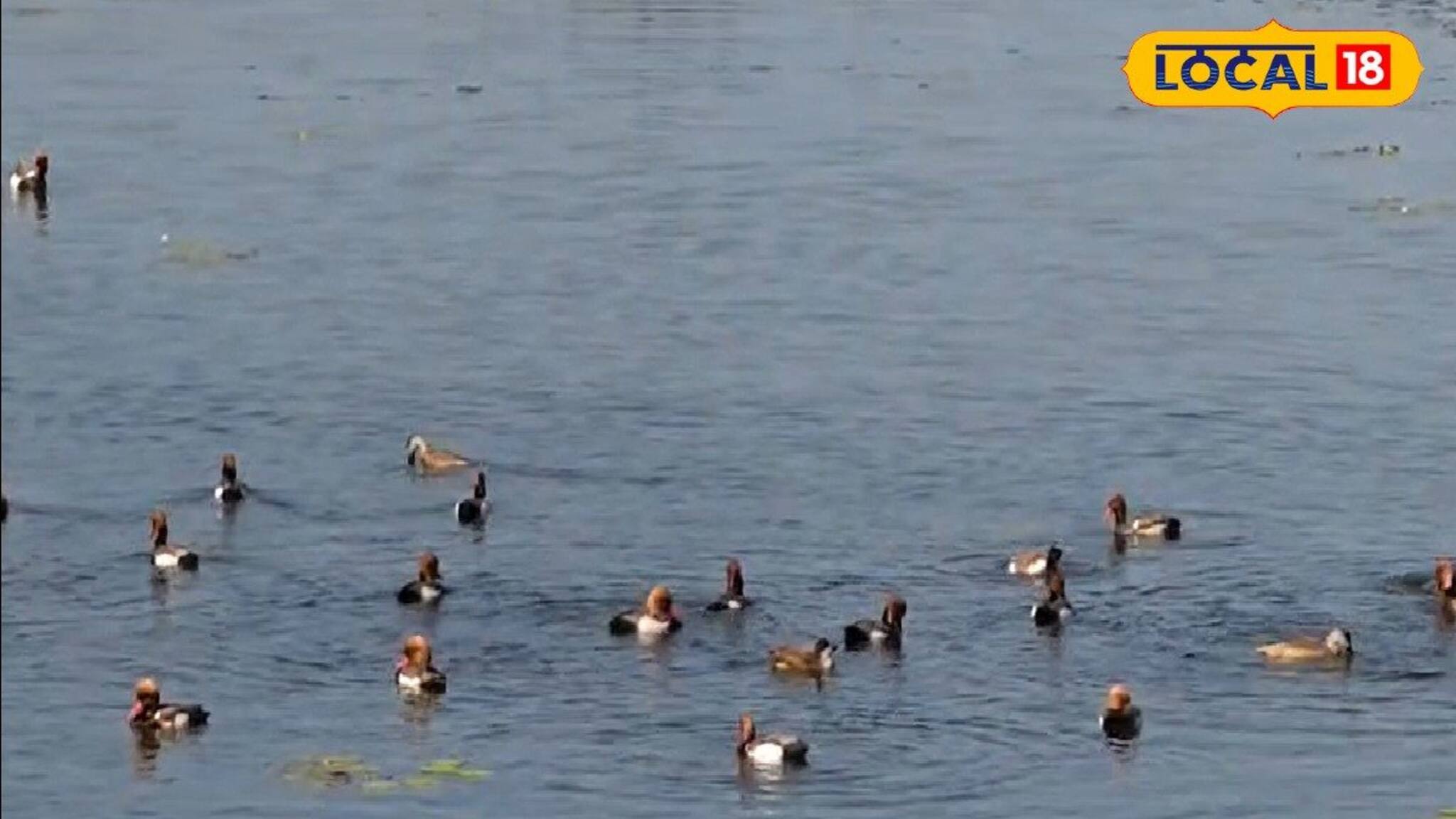 Migrant Birds: শীত পড়তেই তিস্তা পাড়ে নজর কাড়ছে 'ভুতি'! ঝাঁকে ঝাঁকে উড়ে আসছে ইউরোপীয়ান হাঁস, মুগ্ধ করা দৃশ্য