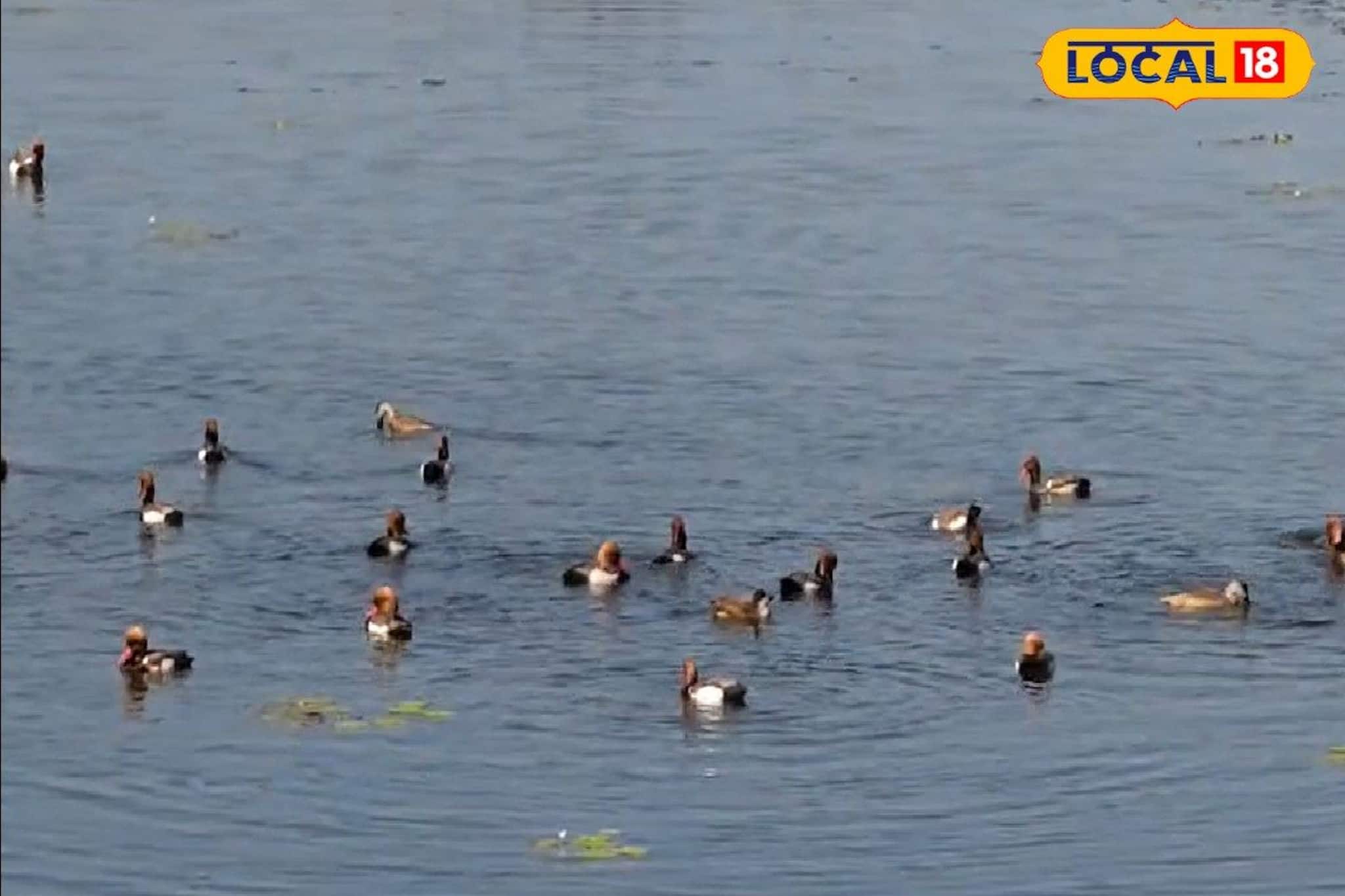 শীত পড়তেই তিস্তা পাড়ে নজর কাড়ছে 'ভুতি'! ঝাঁকে ঝাঁকে উড়ে আসছে ইউরোপীয়ান হাঁস শীত পড়তেই তিস্তা পাড়ে নজর কাড়ছে 'ভুতি'! ঝাঁকে ঝাঁকে উড়ে আসছে ইউরোপীয়ান হাঁস