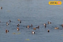 Migrant Birds: শীত পড়তেই তিস্তা পাড়ে নজর কাড়ছে 'ভুতি'! ঝাঁকে ঝাঁকে উড়ে আসছে ইউরোপীয়ান হাঁস, মুগ্ধ করা দৃশ্য