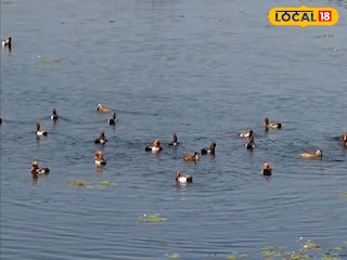 তিস্তার গজলডোবা পাখি বিতানে ভুতি হাঁসের আনাগোনা 