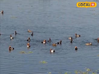 শীত পড়তেই তিস্তা পাড়ে নজর কাড়ছে 'ভুতি'! ঝাঁকে ঝাঁকে উড়ে আসছে ইউরোপীয়ান হাঁস