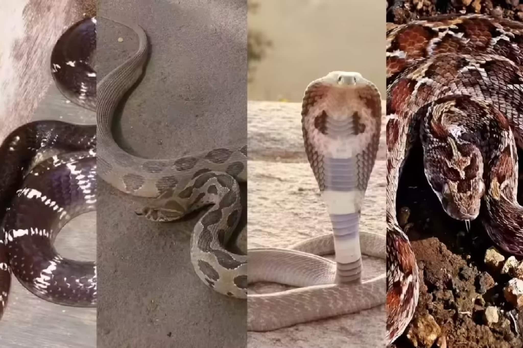 ভারতের রাজ্য-রাজ্যে সাপ রয়েছে ঝুড়িঝুড়ি,কোন রাজ্যে সবচেয়ে বেশি বিষাক্ত সাপ,বাংলা কোথায়