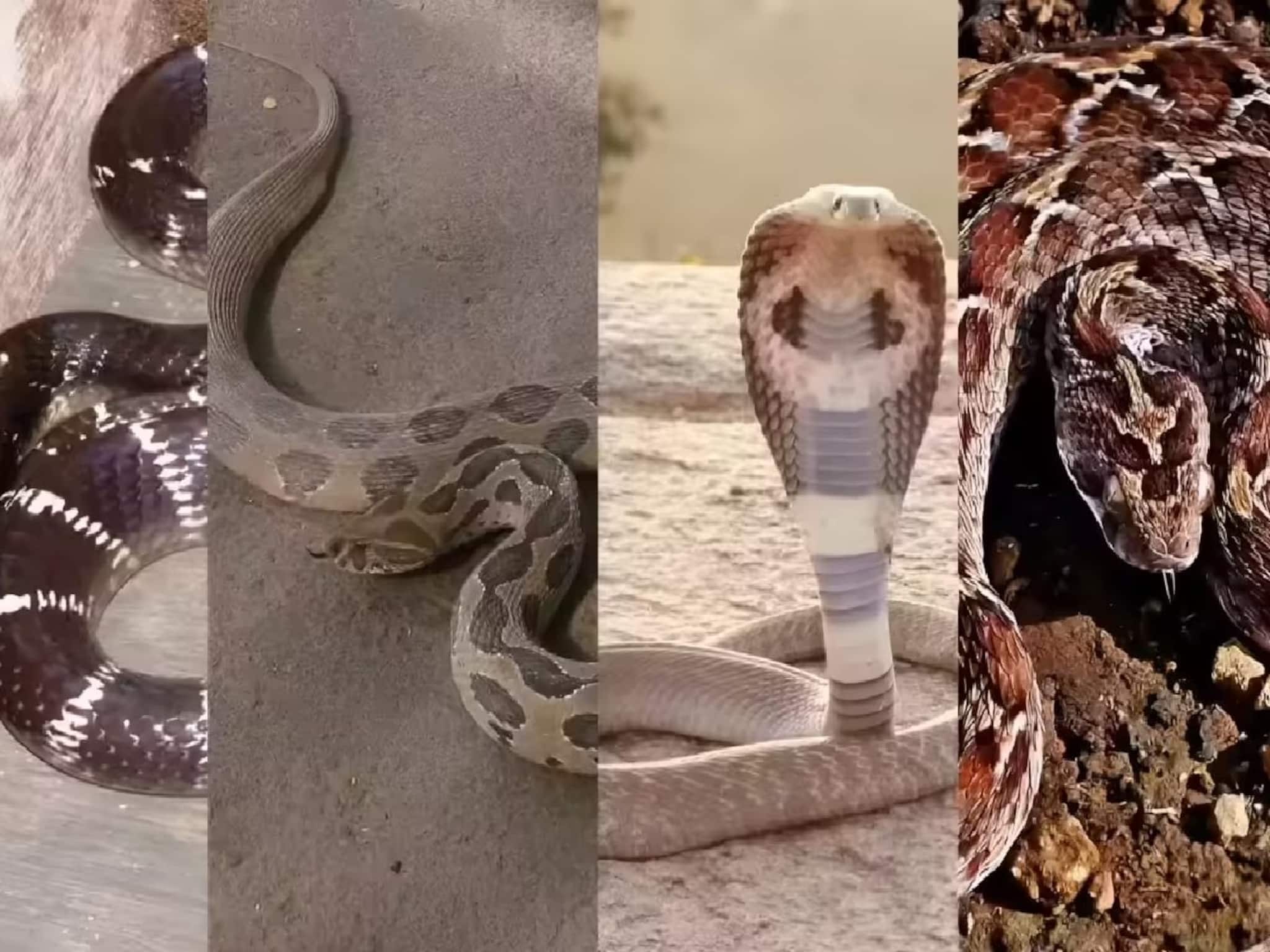 ভারতের রাজ্য-রাজ্যে সাপ রয়েছে ঝুড়িঝুড়ি,কোন রাজ্যে সবচেয়ে বেশি বিষাক্ত সাপ,বাংলা কোথায়