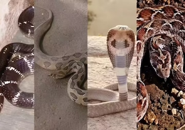 ভারতের রাজ্য-রাজ্যে সাপ রয়েছে ঝুড়িঝুড়ি,কোন রাজ্যে সবচেয়ে বেশি বিষাক্ত সাপ,বাংলা কোথায় ভারতের রাজ্য-রাজ্যে সাপ রয়েছে ঝুড়িঝুড়ি,কোন রাজ্যে সবচেয়ে বেশি বিষাক্ত সাপ,বাংলা কোথায়