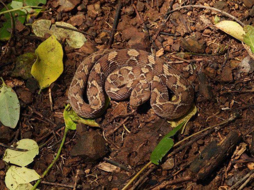 তাই সাপ দেখলেই আমরা আতঙ্কিত হয়ে পড়ি। কিন্তু কখনও কী ভেবে দেখেছেন সাপ আশেপাশে আসার পিছনে বড় কারণ হতে পারেন আপনি নিজেই! আপনারই কোনও ভুলই কিন্তু ডেকে আনতে পারে এই মৃত্যুদূতকে। আজ এমনই একটি ভুল সম্পর্কে আপনাকে সতর্ক করব এই প্রতিবেদনে।