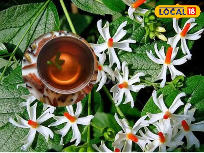 শিউলি পাতার ফোলাভাব কমানো, ব্যথা শান্ত করা আর জয়েন্টে জমে থাকা টক্সিন বের করার জন্য খুবই উপকারি। আর লঙ্কা পাতার শরীরের গরম ঠিক রাখে আর ব্যথার জায়গায় রক্ত চলাচল বাড়ায়। এই দুইয়ের মিশ্রণ শরীরে জমে থাকা ফোলাভাব ধীরে ধীরে কমায় আর হাঁটুতে আরাম দেয়। এইভাবে, এই ক্বাথ একসাথে ব্যথা আর ফোলাভাবের ওপর কাজ করে।