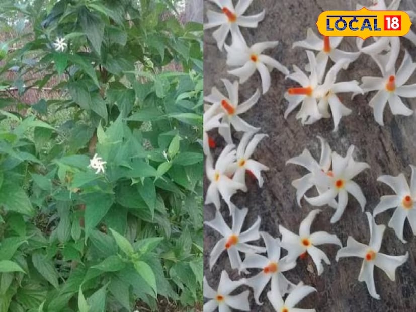 এই প্রক্রিয়া প্রথমে ১৪ দিন চলবে। তারপর ৭ দিনের গ্যাপ দিতে হবে। আবার পরের ২ সপ্তাহ একইভাবে খেতে হবে। শুরুতে ১০-১৪ দিনের মধ্যেই আরাম অনুভব হয়। এই ট্র্যাডিশানাল ক্বাথ ৩ মাস পর্যন্ত খেতে পারেন। ৩ মাসের পর ১ মাসের গ্যাপ নেওয়া দরকার।