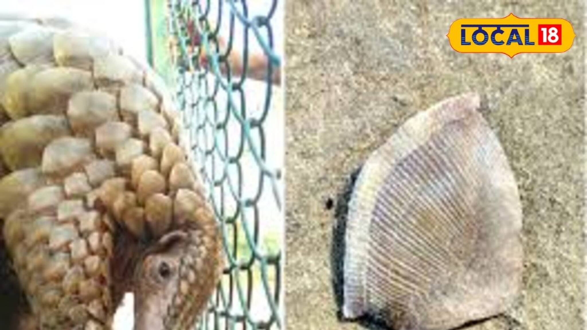 Alipurduar News: প্যাঙ্গোলিনের আঁশ পাচারের বড় ছক! গোপন সূত্রে খবর পেতেই অ্যাকশন, বন দফতরের জালে দুষ্কৃতী