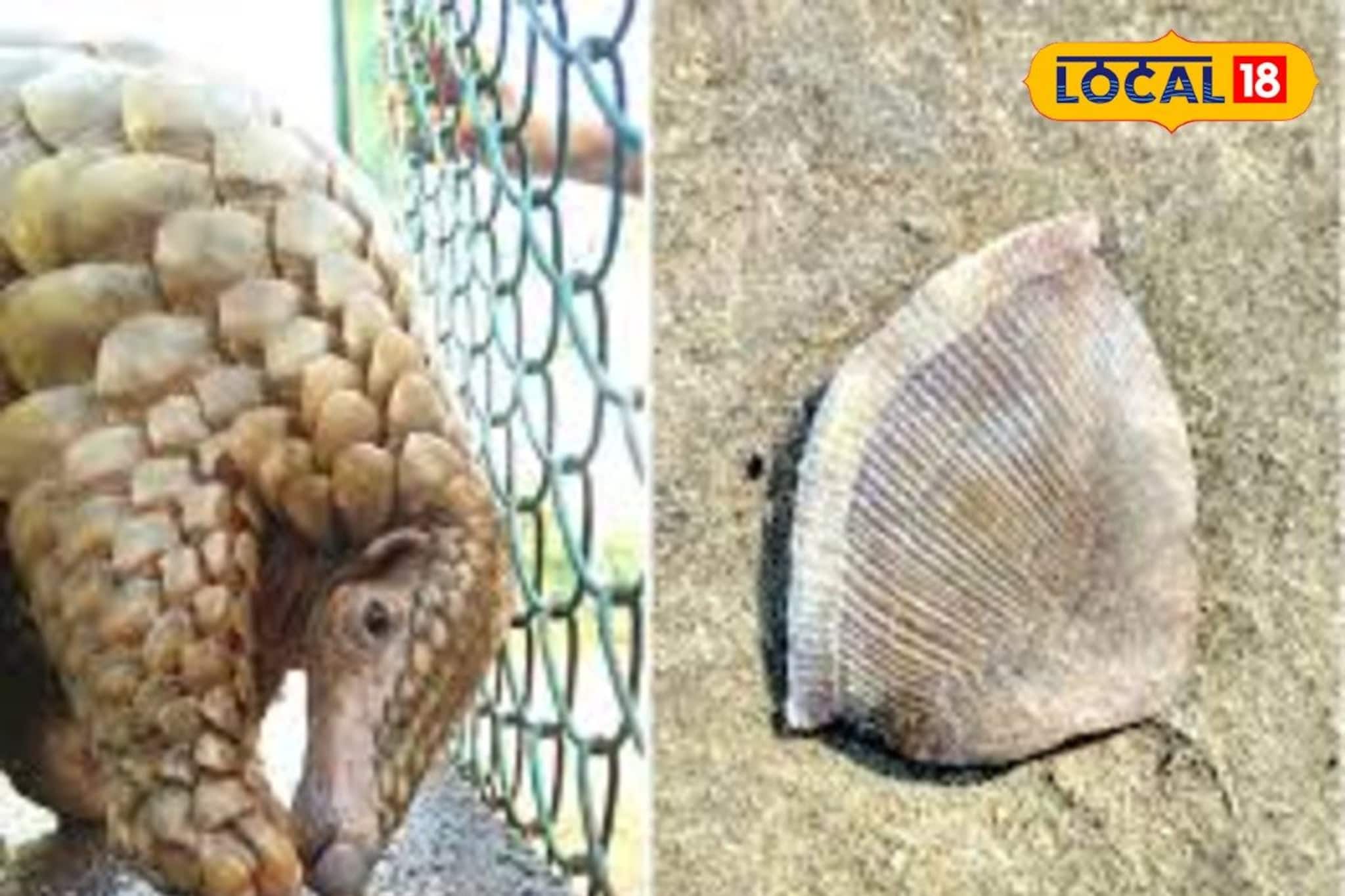 প্যাঙ্গোলিনের আঁশ পাচারের বড় ছক! গোপন সূত্রে খবর পেতেই বন দফতরের অ্যাকশন প্যাঙ্গোলিনের আঁশ পাচারের বড় ছক! গোপন সূত্রে খবর পেতেই বন দফতরের অ্যাকশন