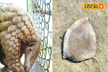 Alipurduar News: প্যাঙ্গোলিনের আঁশ পাচারের বড় ছক! গোপন সূত্রে খবর পেতেই অ্যাকশন, বন দফতরের জালে দুষ্কৃতী