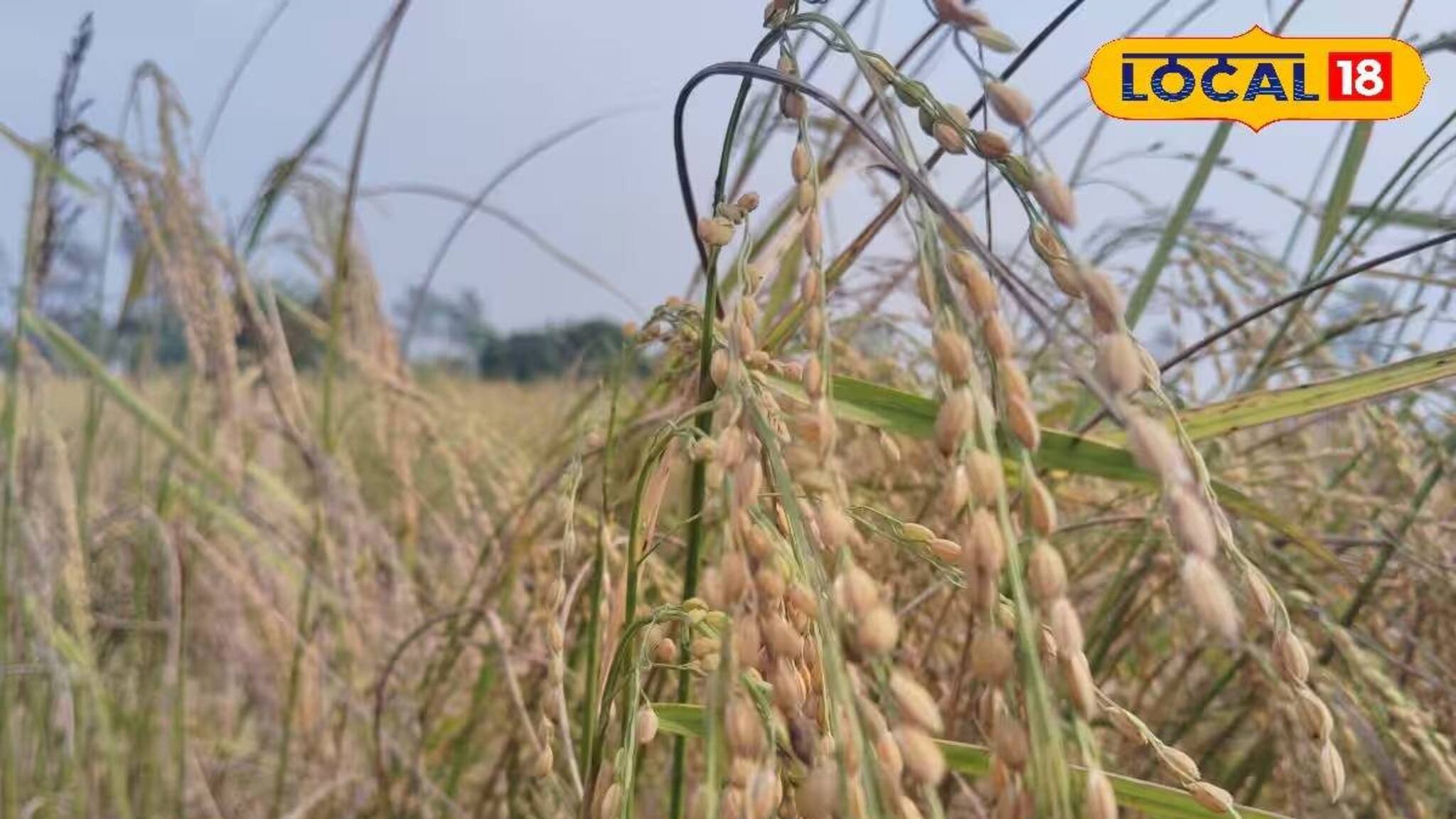 ধানের বীজ সংরক্ষণের সহজ উপায়! চাষিরা নিজেরাই করতে পারবেন, জানুন সঠিক পদ্ধতি