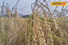 South 24 Parganas News: ধানের বীজ সংরক্ষণের সহজ উপায়! চাষিরা নিজেরাই করতে পারবেন, সঠিক পদ্ধতি জানলে বাঁচবে বীজ কেনার টাকা