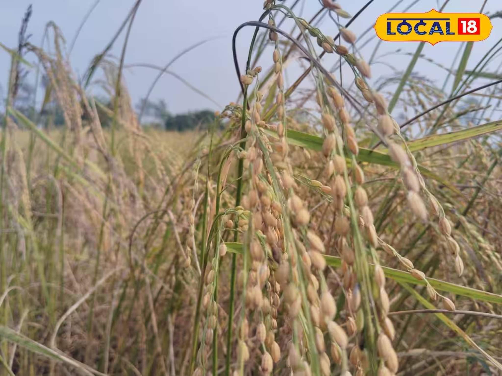 South 24 Parganas News: ধানের বীজ সংরক্ষণের সহজ উপায়! চাষিরা নিজেরাই করতে পারবেন, সঠিক পদ্ধতি জানলে বাঁচবে বীজ কেনার টাকা