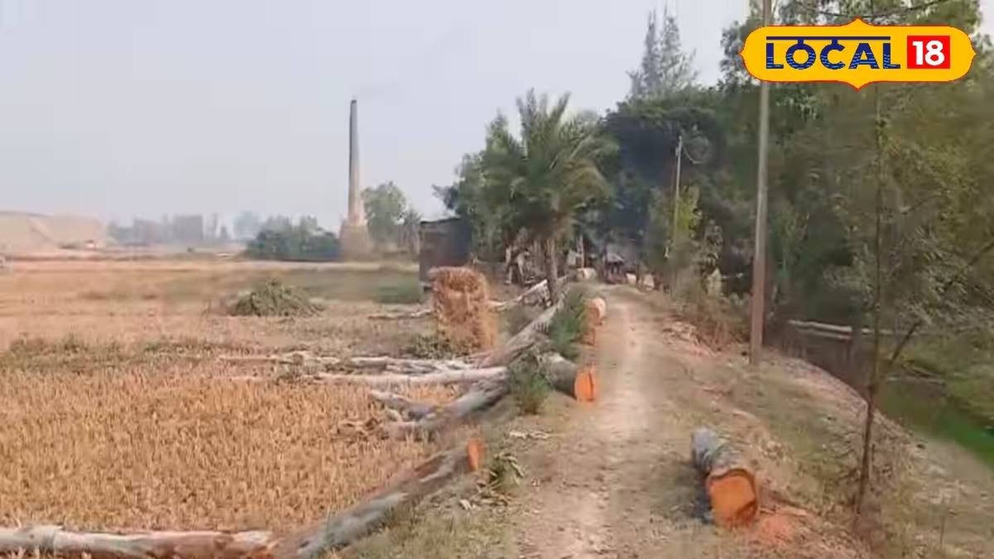 রাস্তার কাজের জন্য একের পর এক গাছে কোপ! জয়নগরে বৃক্ষনিধন নিয়ে রাজনৈতিক তরজা