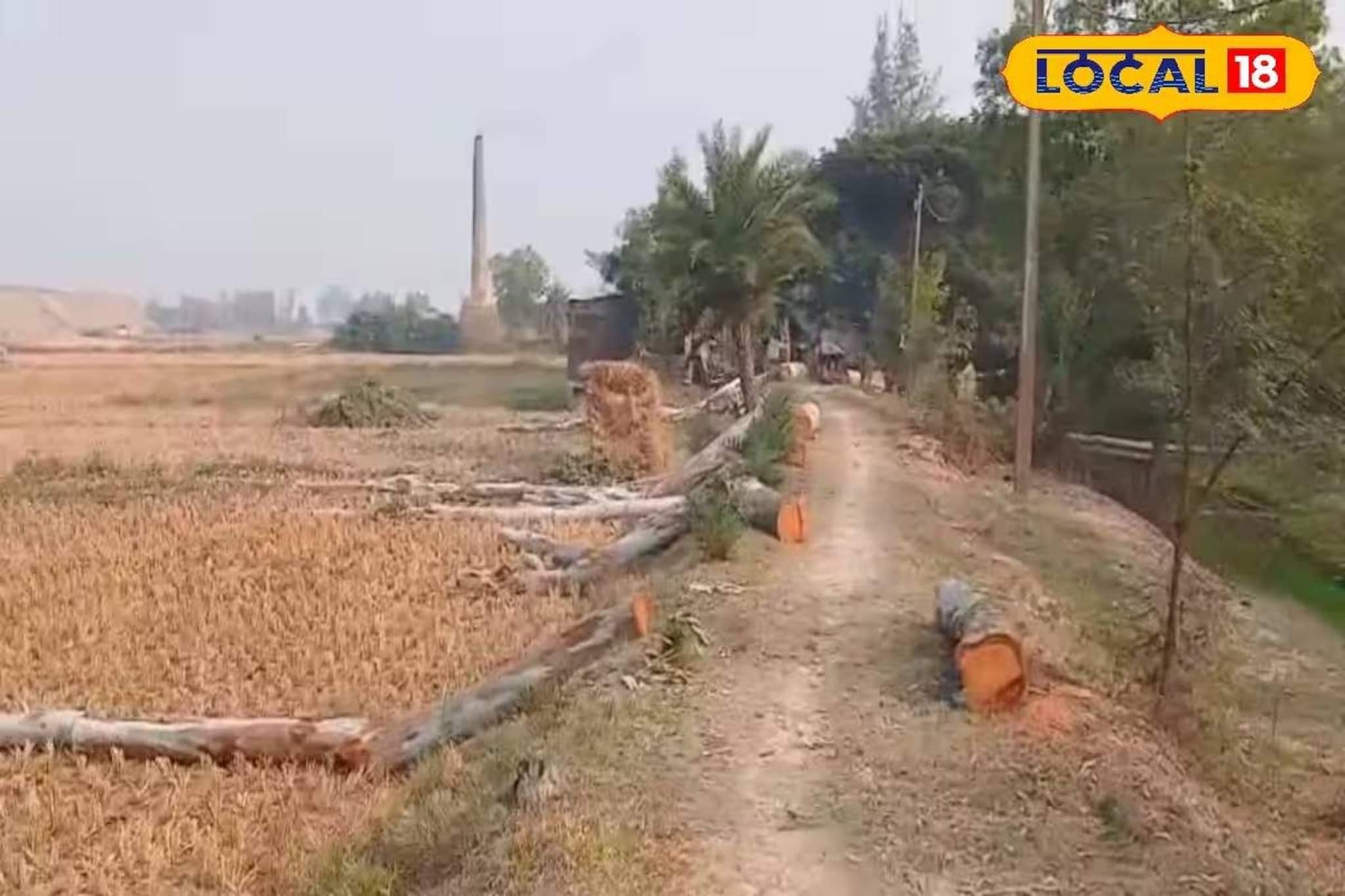 রাস্তার কাজের জন্য একের পর এক গাছে কোপ! জয়নগরে বৃক্ষনিধন নিয়ে রাজনৈতিক তরজা