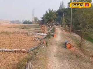 গাছ কেটে ফেলে রাখা হয়েছে