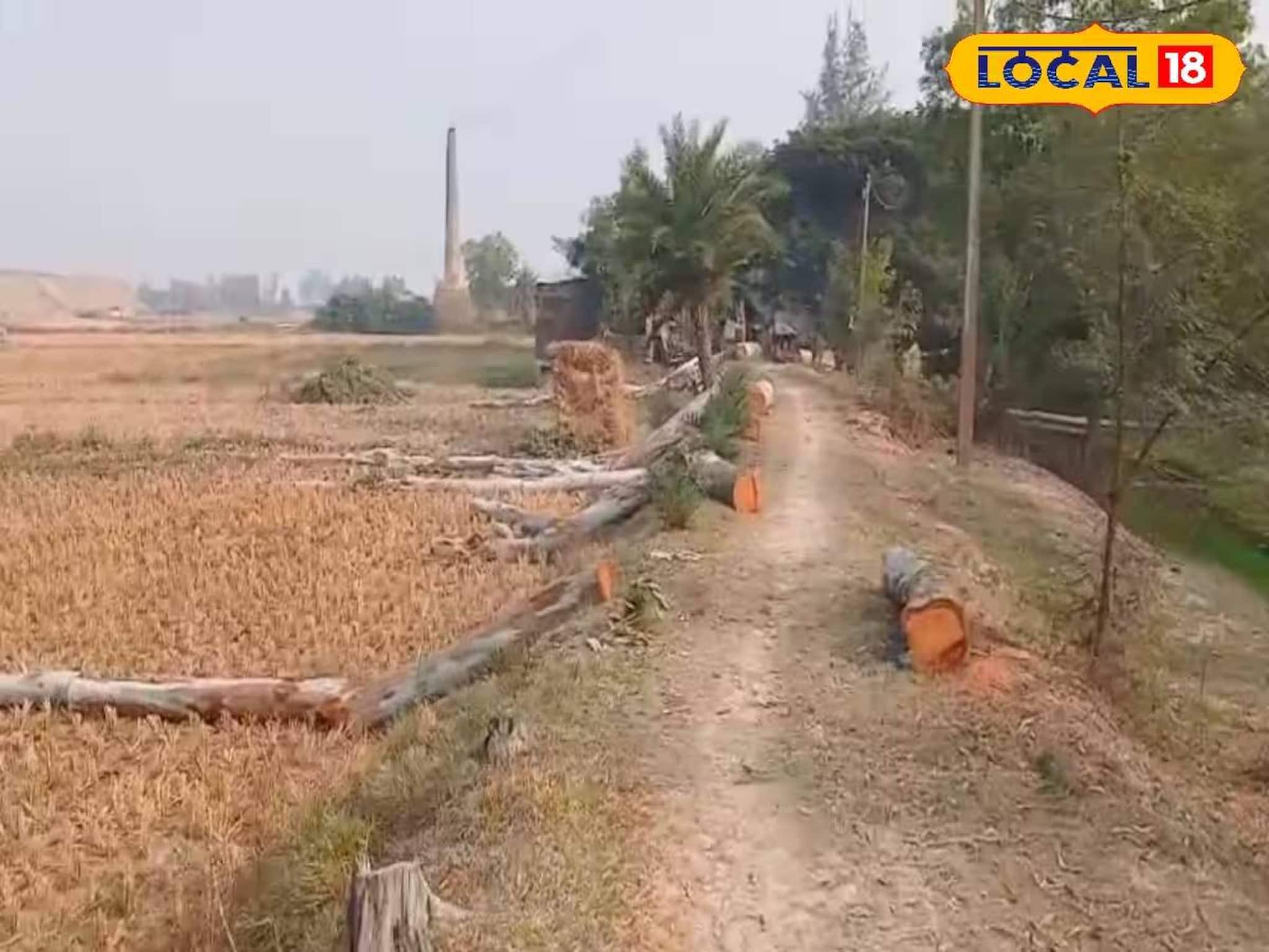 রাস্তার কাজের জন্য একের পর এক গাছে কোপ! জয়নগরে বৃক্ষনিধন নিয়ে রাজনৈতিক তরজা