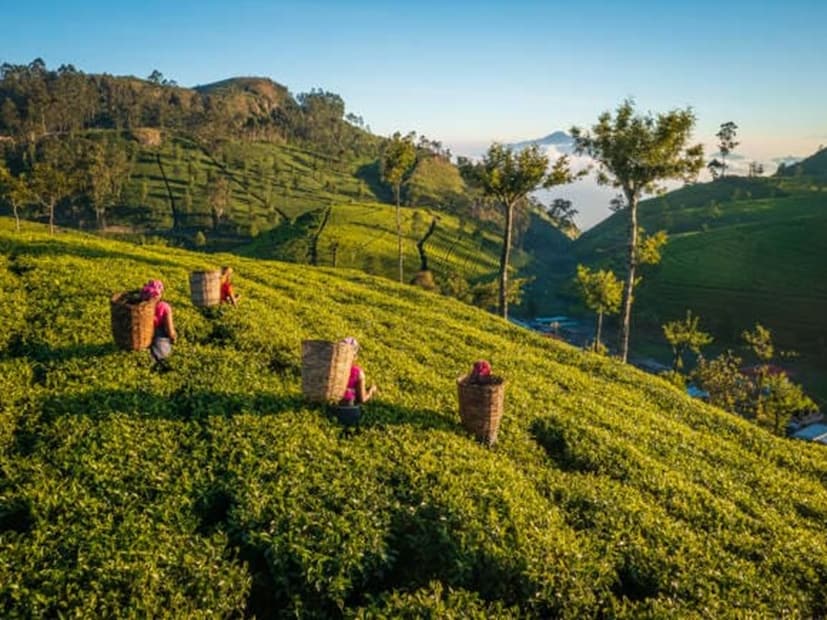 দ্বীপের ভূপ্রাকৃতিক দৃশ্যে রয়েছে কুয়াশাচ্ছন্ন পাহাড়, চা বাগান, জলপ্রপাত, উপকূলীয় সমভূমি এবং প্রবাল প্রাচীরের সমাহার। এর বিস্তৃত ভূপ্রাকৃতিক দৃশ্য দ্বীপটিকে এই অঞ্চলের সবচেয়ে প্রাকৃতিকভাবে বৈচিত্র্যময় জাতিগুলির মধ্যে একটি করে তোলে - যা 'মুক্তা' হিসেবে এর খ্যাতিকে পুরোপুরি ন্যায্যতা দেয়। হাজার হাজার বছর ধরে শ্রীলঙ্কা এশিয়া, মধ্যপ্রাচ্য এবং ইউরোপের সঙ্গে সংযোগকারী প্রধান সমুদ্র পথের কেন্দ্রস্থলে অবস্থিত ছিল। এর বন্দরগুলি মশলা, দারচিনি, রত্ন এমনকি হাতির জন্য ব্যবসায়ীদের আকৃষ্ট করেছিল, যা দ্বীপটিকে স্থায়ী বিশ্বব্যাপী তাৎপর্য এবং স্বীকৃতি দিয়েছে। (Image: Pexels)