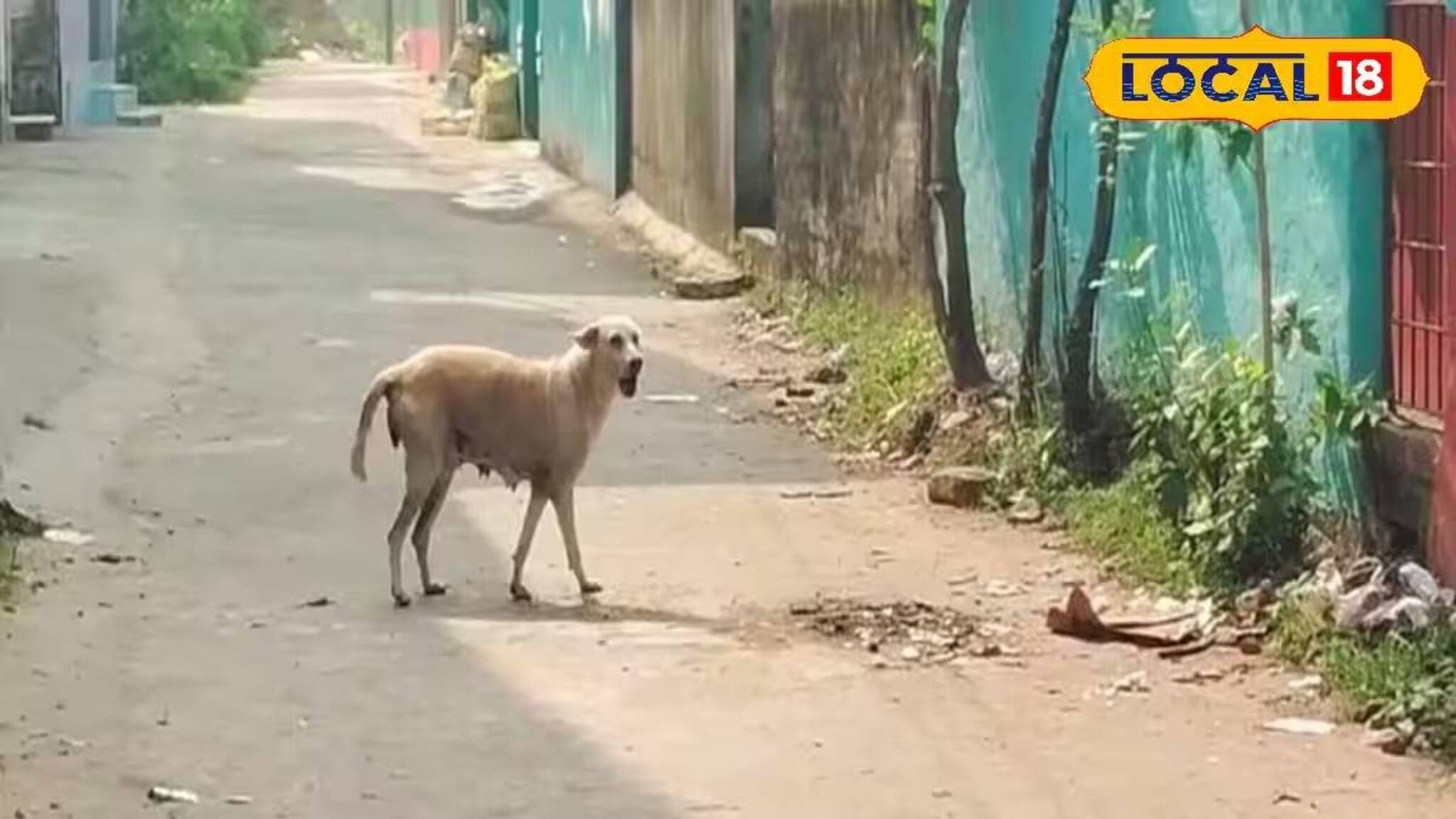 ক্যানিংয়ে দাপিয়ে বেড়াচ্ছে এক পথকুকুর! একের পর এক শতাধিক মানুষকে কামড়