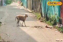 Stray Dog: ক্যানিংয়ে দাপিয়ে বেড়াচ্ছে এক পথকুকুর! একের পর এক শতাধিক মানুষকে কামড়, এলাকায় আতঙ্কের পরিবেশ