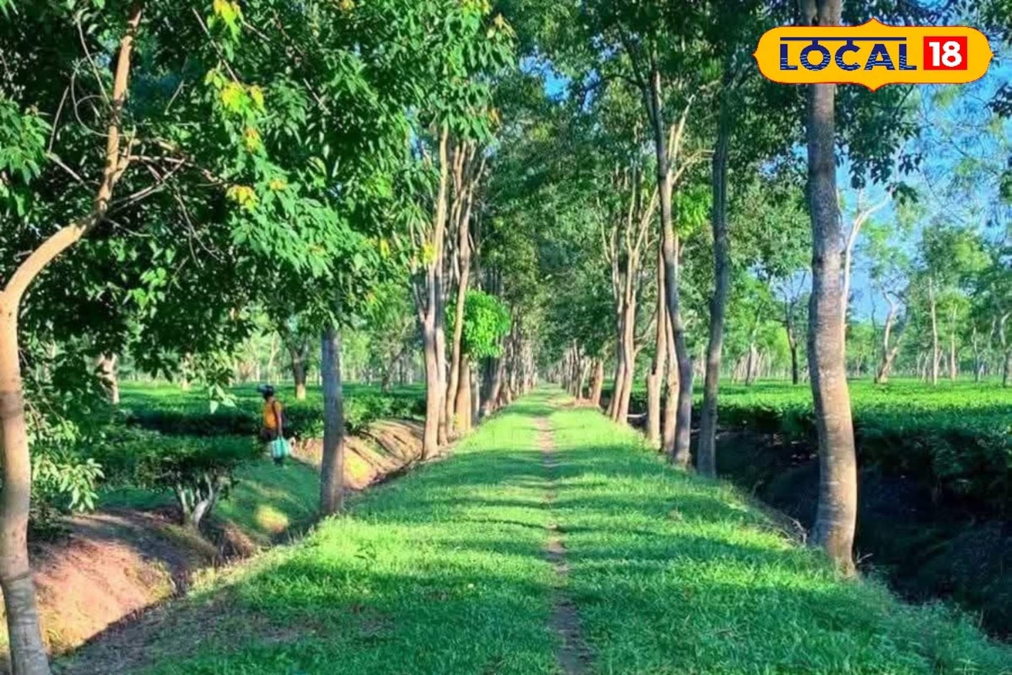 উত্তরবঙ্গের প্রথম নিরাপত্তা বেষ্টনী! লেপার্ড ঠেকাতে সুন্দরবনের মডেলে নাইলন ফেন্সিং